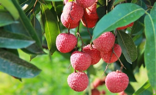 Cây vải